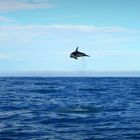 Dusky Dolphin. New Zealand.