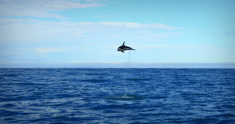 Dusky Dolphin. New Zealand. von Salvatore P.