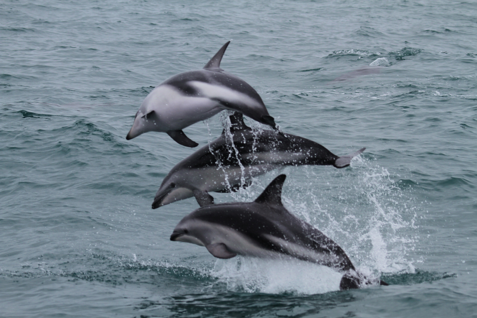 Dusky Dolphins #1