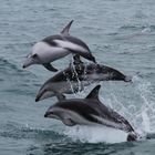 Dusky Dolphins #1