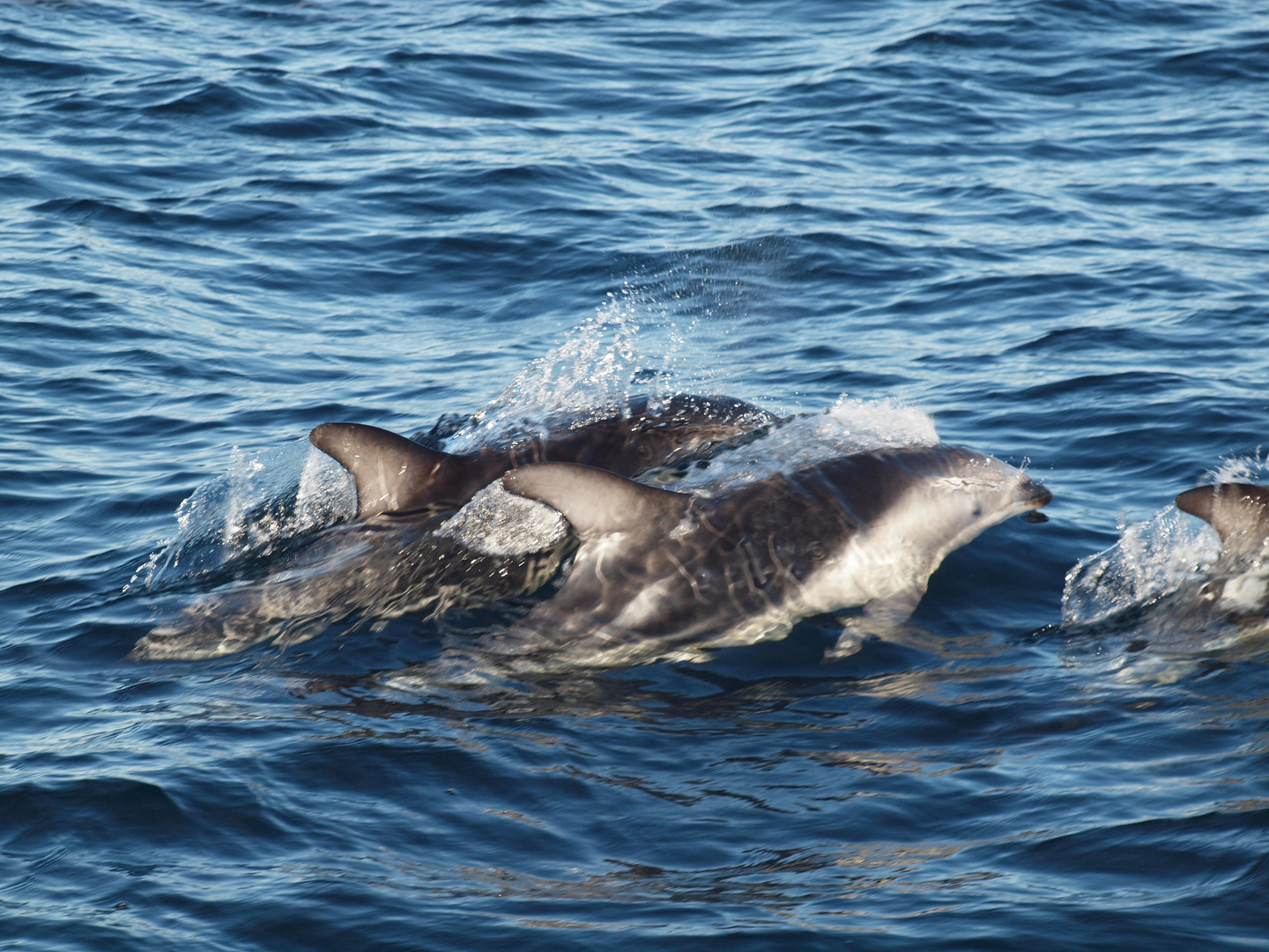 Dusky Dolphins