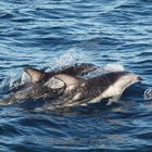 Dusky Dolphins