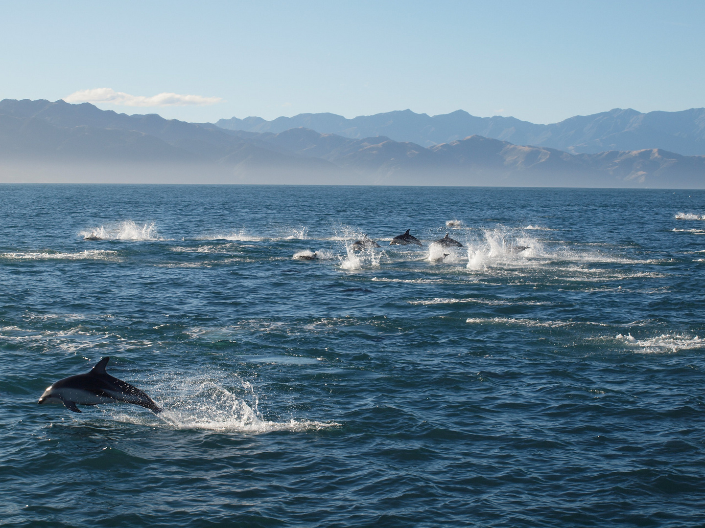 Dusky Dolphins