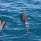 Dusky Dolphins