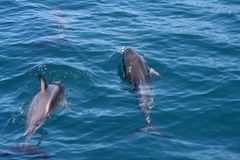 Dusky Dolphins