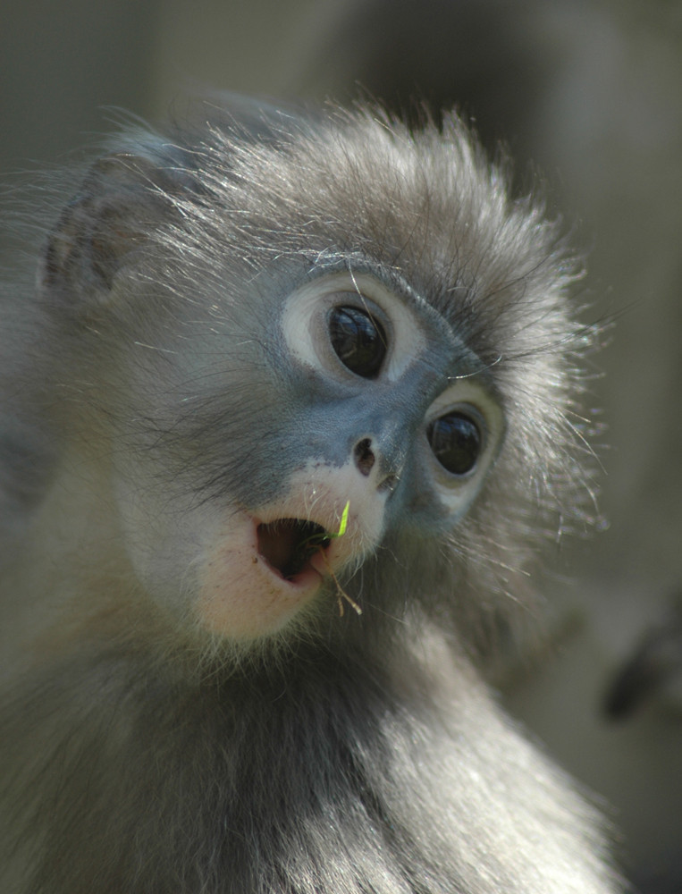 Dusky langur (also known as spectacled langur).