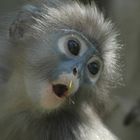 Dusky langur (also known as spectacled langur).