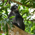 Dusky Leaf Monkey, Südlicher Brillenlangur