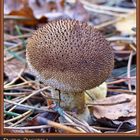 Dusky Puffball