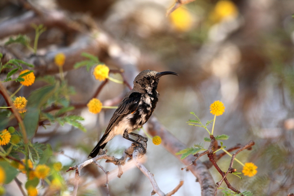 Dusky Sunbird