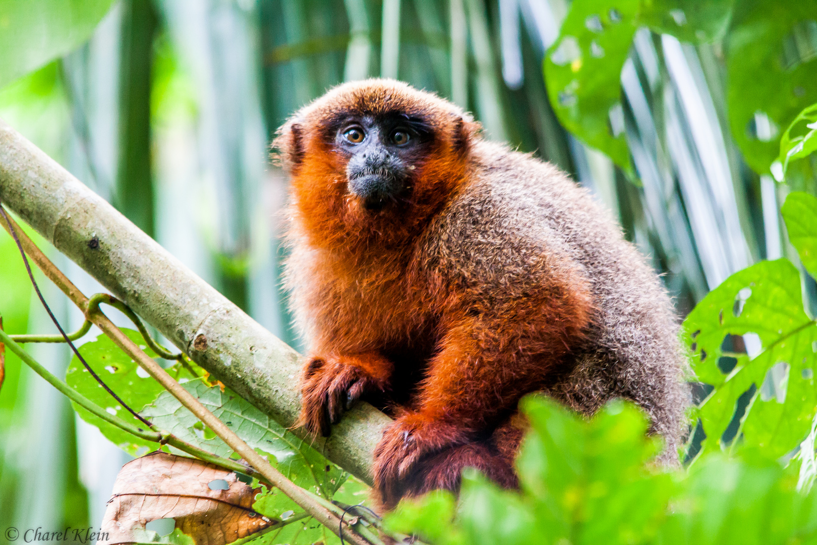 Dusky titi monkey