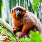 Dusky titi monkey