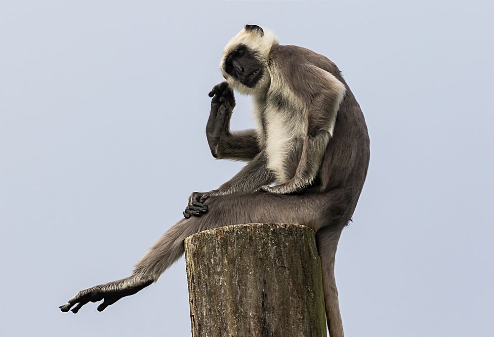 Dussumier Hanuman Langur