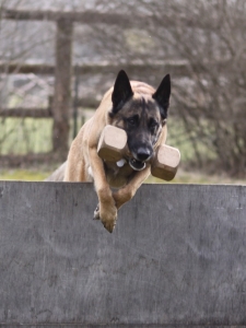 Dusty beim Apportieren