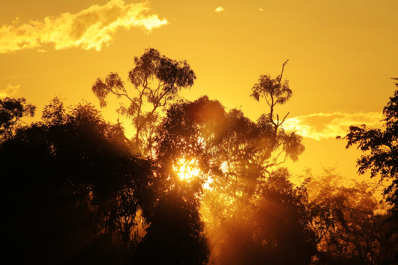 Dusty bush