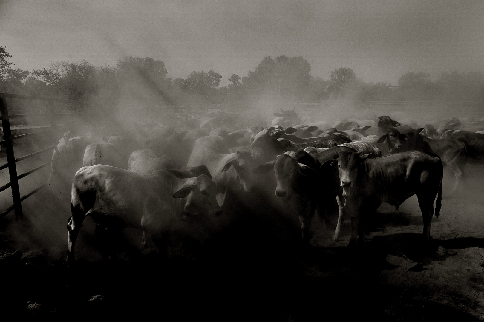 Dusty Cattle