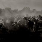 Dusty Cattle