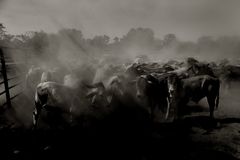 Dusty Cattle