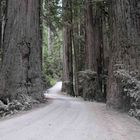Dusty drive through Redwood National Park