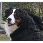 Dusty "GoldDust vom Gipfelfeuer", Berner Sennenhund