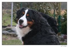 Dusty "GoldDust vom Gipfelfeuer", Berner Sennenhund