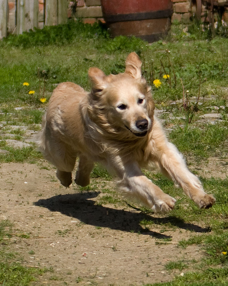 Dusty im Anflug