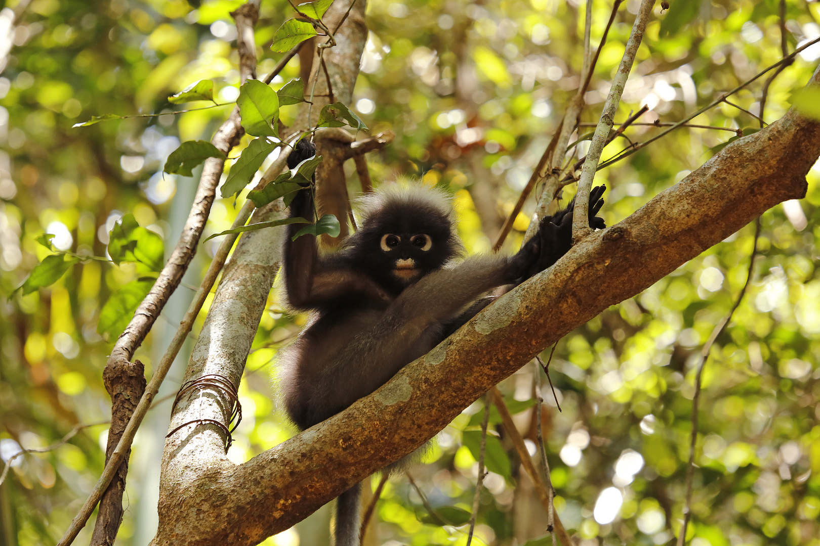 Dusty Langurs (Südlicher Brillenlangur)