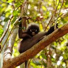 Dusty Langurs (Südlicher Brillenlangur)