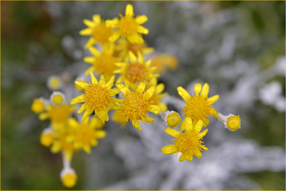 dusty miller