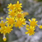 dusty miller