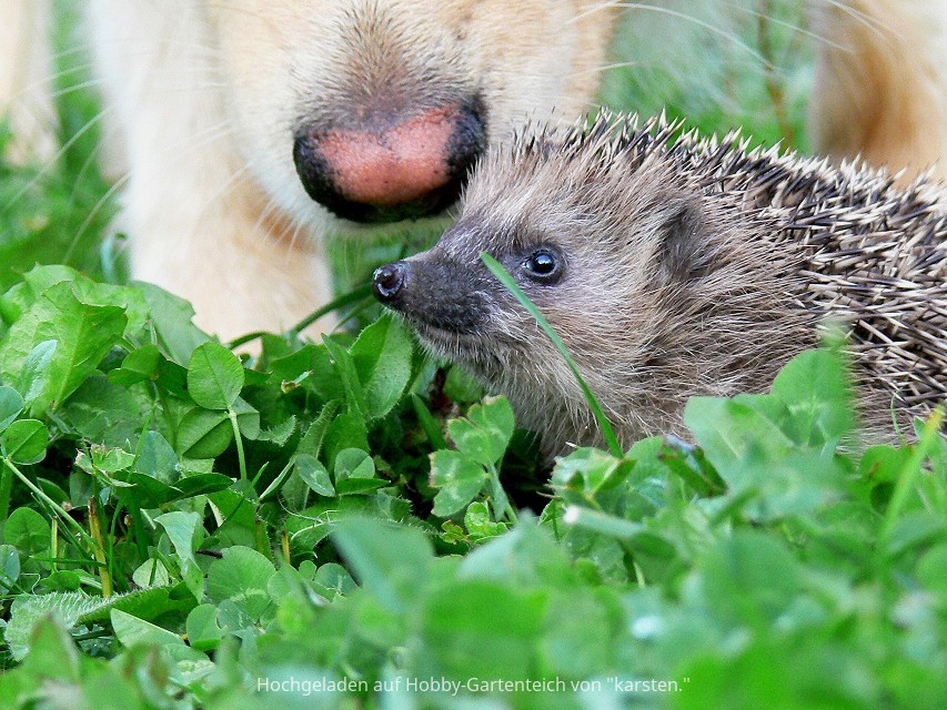 Dusty mit Igel