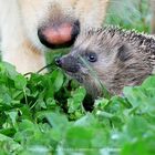 Dusty mit Igel