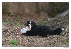 Dusty mit seinem Lieblingsball