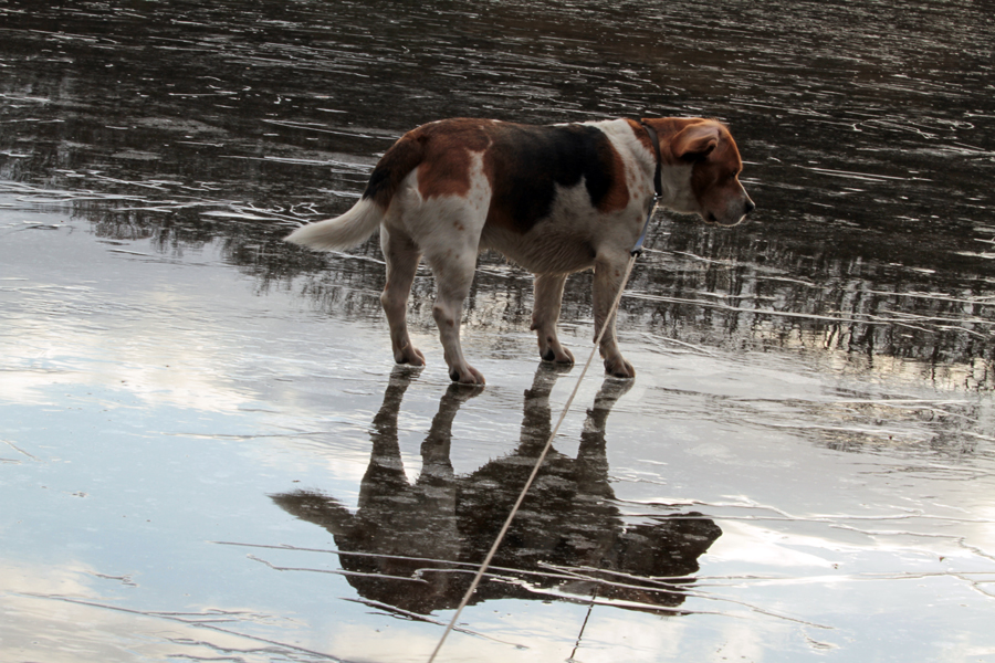 Dusty on ICE