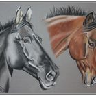 Dusty und Percy Pferde in Portrait