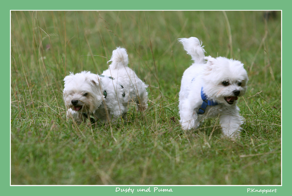 Dusty und Puma