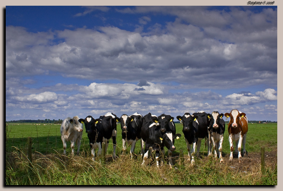 Dutch Cows