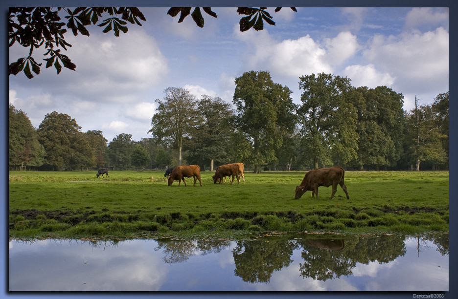 Dutch Cows Vogelenzang (NL)