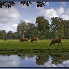 Dutch Cows Vogelenzang (NL)