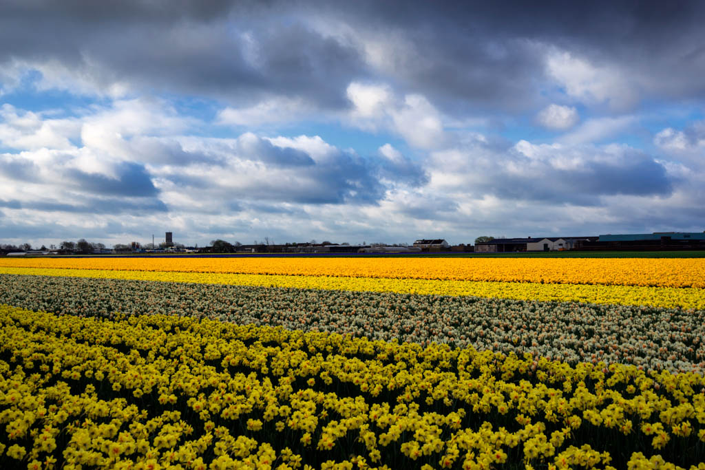 Dutch Flower bulbs