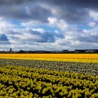 Dutch Flower bulbs