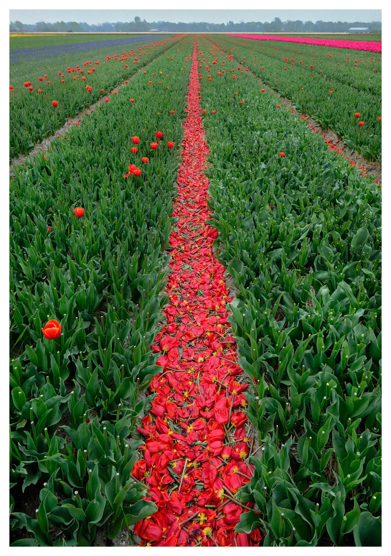Dutch Flower Fields