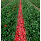 Dutch Flower Fields