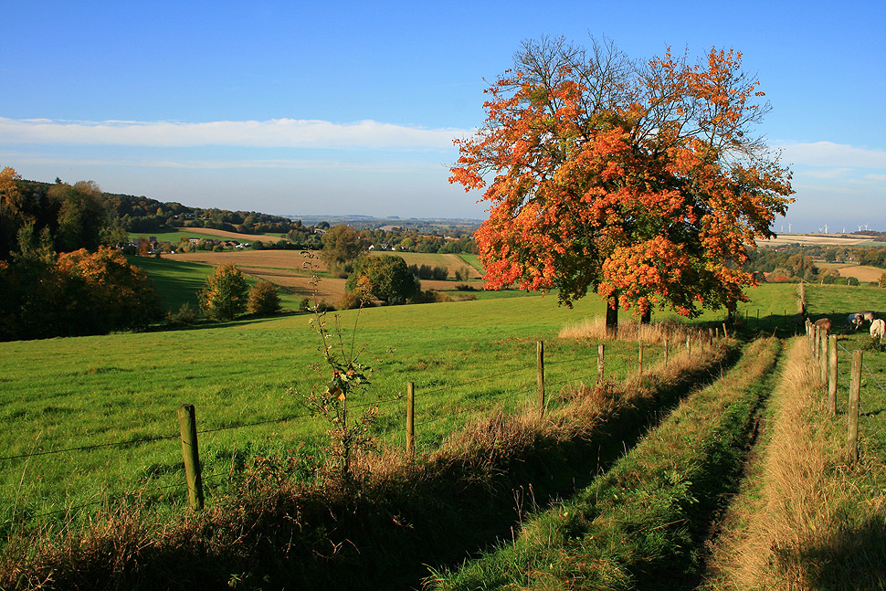 ~ Dutch-indian summer ~