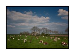 Dutch Landscape