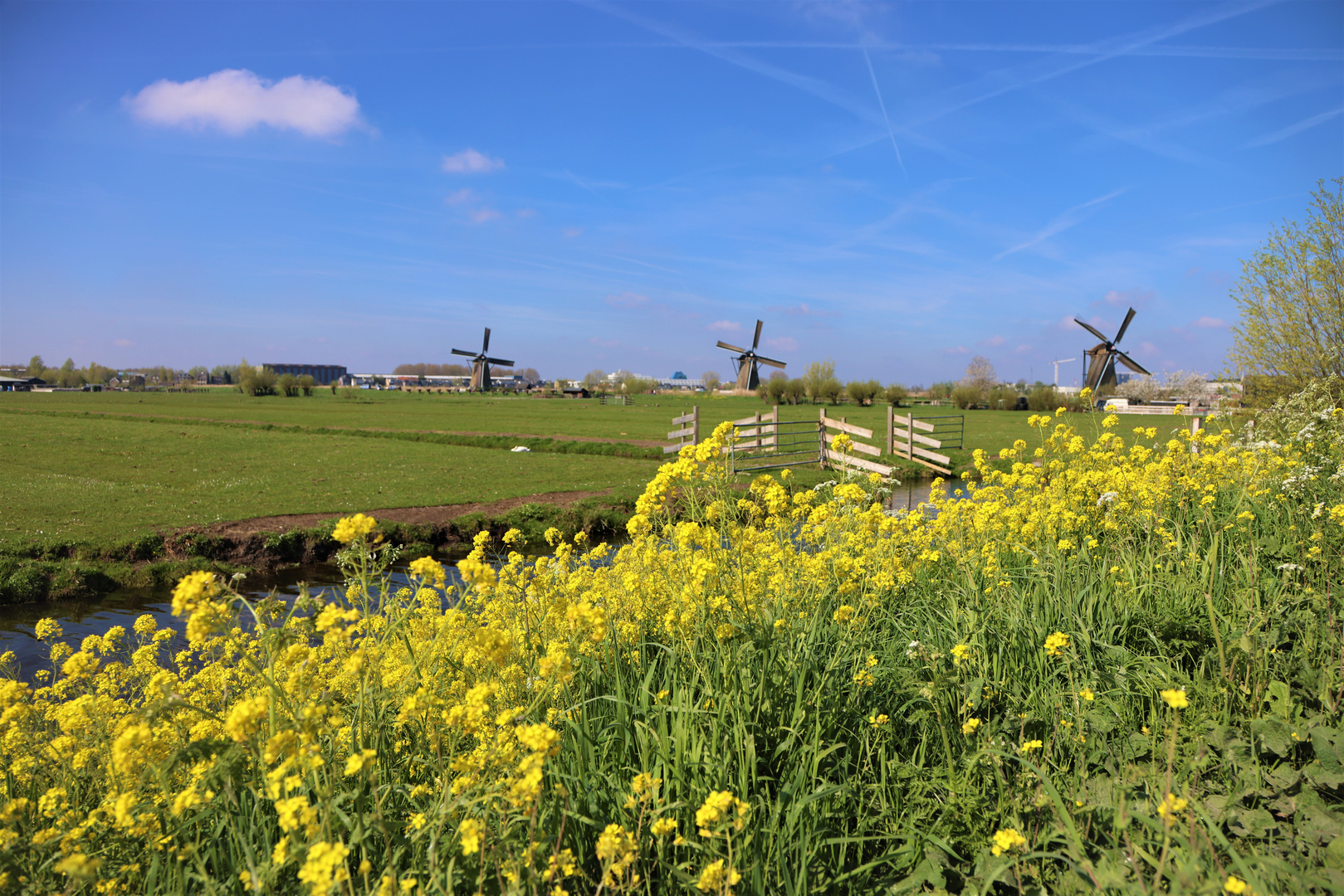 dutch mills in the field