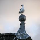 Dutch pigeon - Den Haag