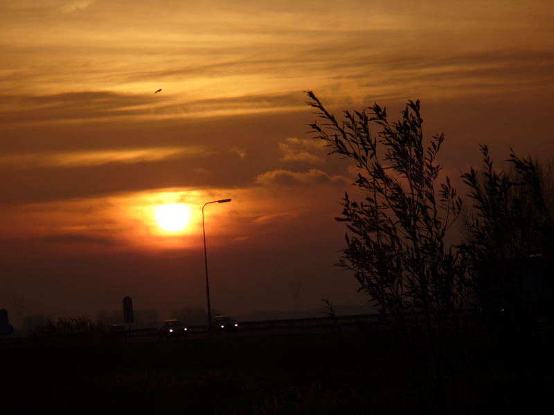 Dutch Red Morning.......