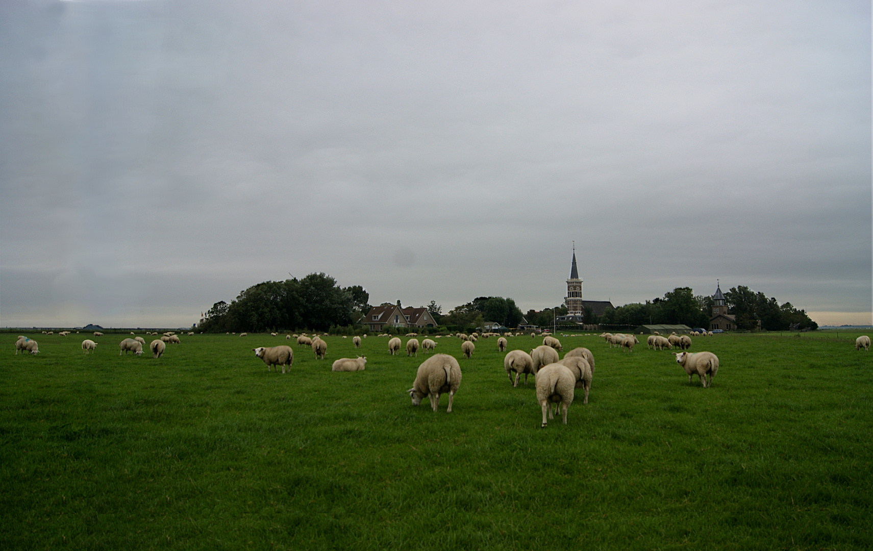 Dutch Sheep on their Way to Church