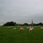 Dutch Sheep on their Way to Church